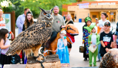 Spooky Safari returns to the Phoenix Zoo bringing with it fang-tastic activities meant to give Ariz...
