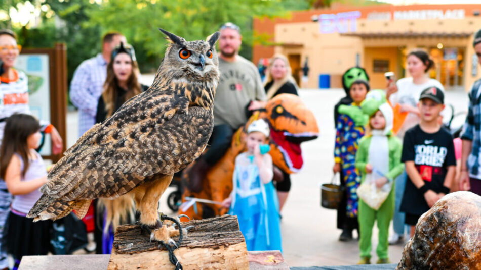 Spooky Safari returns to the Phoenix Zoo bringing with it fang-tastic activities meant to give Ariz...