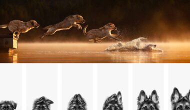 Three dogs leap off a dock into a lake at sunset, splashing in the water. Below, five black-and-white illustrations of dogs' faces are shown, each with distinct expressions and fur patterns.