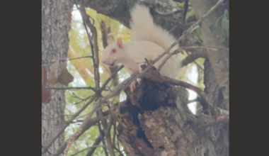 Aw, nuts! Check out this sighting of a white squirrel in Alexandria!