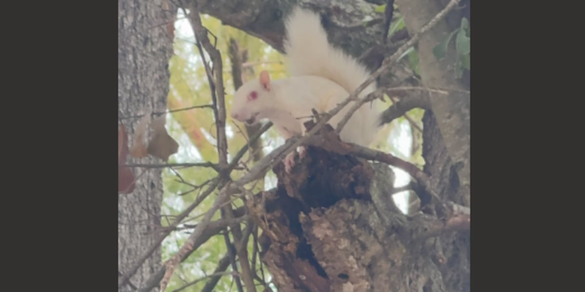 Aw, nuts! Check out this sighting of a white squirrel in Alexandria!