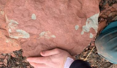 P.E.I. footprint fossil could rewrite evolution timeline, researchers say - CTV News