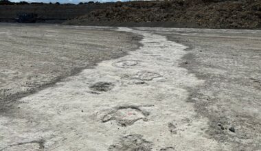 Extensive dinosaur trackways discovered in unlikely location - The Independent