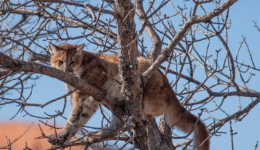 Controversial change to hunting mountain lions around Rapid City approved