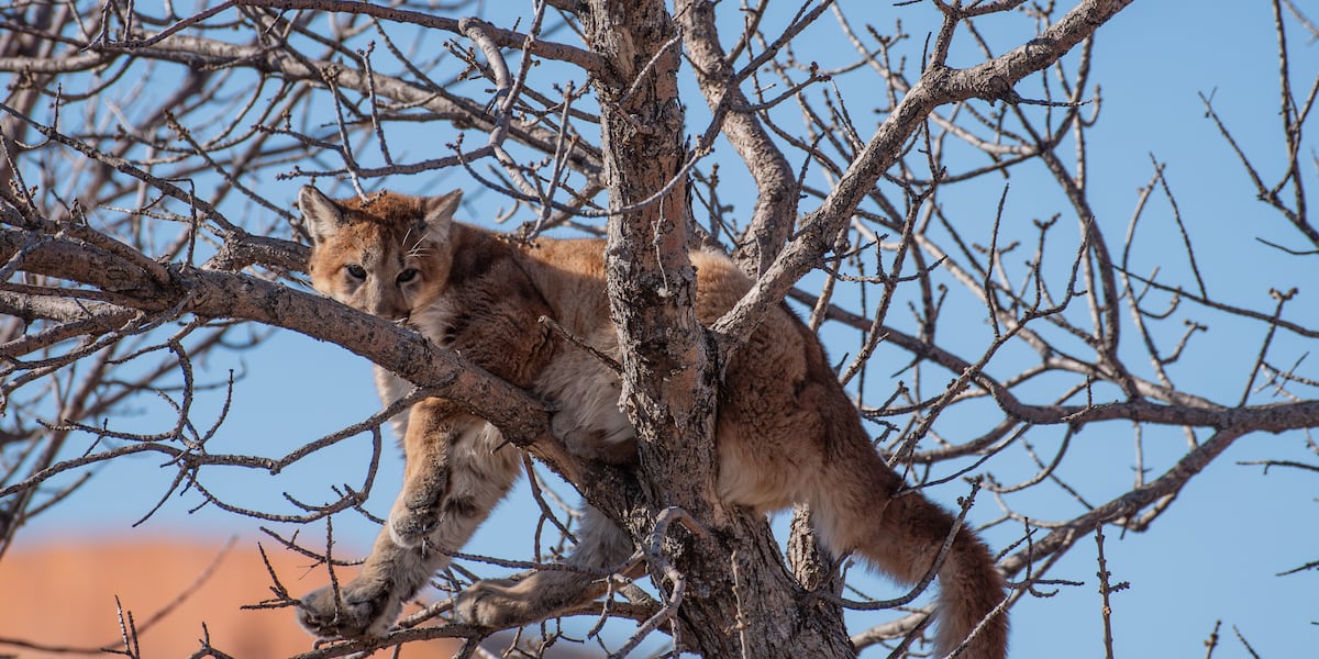 Controversial change to hunting mountain lions around Rapid City approved