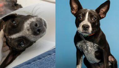 Puppy adopted after surviving severe burns, heat stroke during Phoenix summer