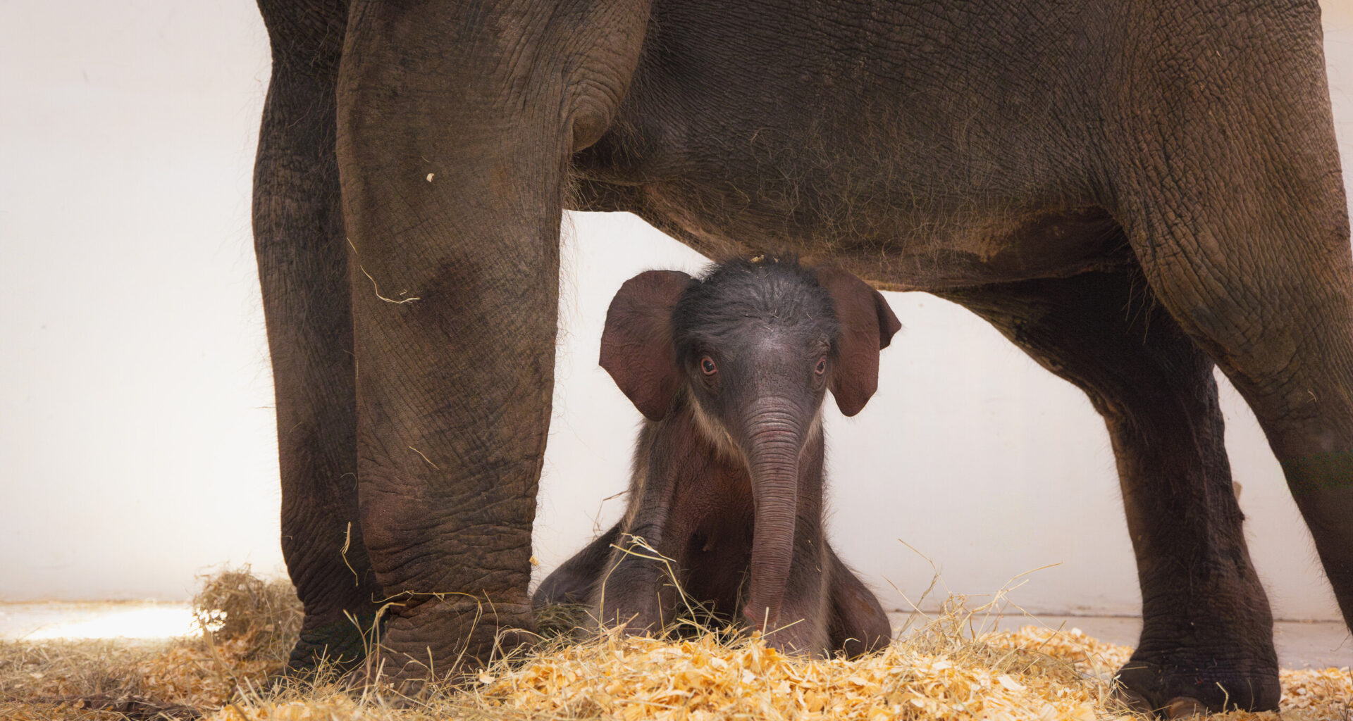 Baby elephant Lady Bird continues Fort Worth Zoo’s nod to Texas nature with her naming