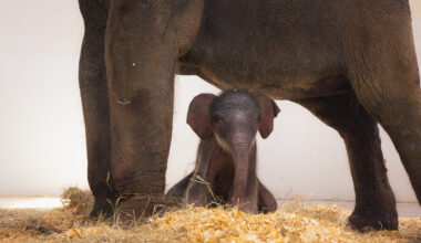 Baby elephant Lady Bird continues Fort Worth Zoo’s nod to Texas nature with her naming