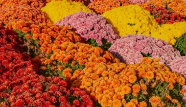 Best Nurseries in Queens and Nassau for Fall Plant Shopping – New York Family