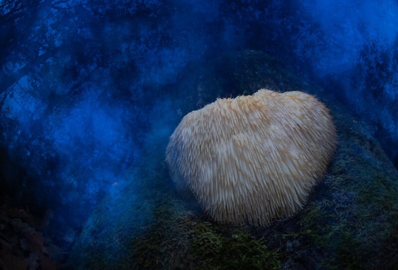A large, white, spiky mushroom grows on mossy ground in a dark, misty forest with deep blue lighting, creating a mysterious atmosphere.