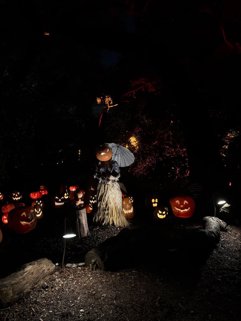 DESCRIBE THE IMAGE FOR ACCESSIBILITY, EXAMPLE: Photo of a chef putting red sauce onto an omelette.