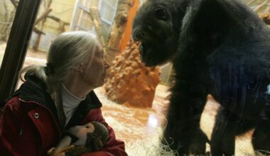 Conservationist Jane Goodall Dead at 91 While on U.S. Speaking Tour: Latest Updates