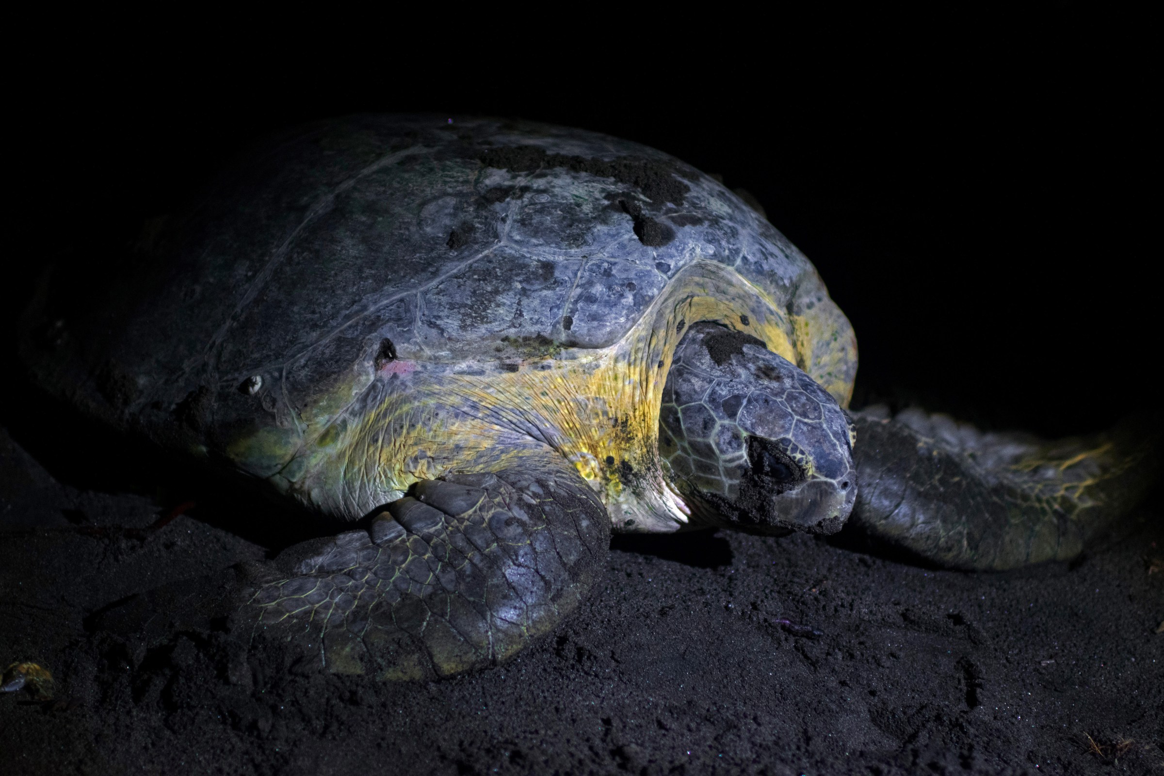 Close up of a green sea turtle