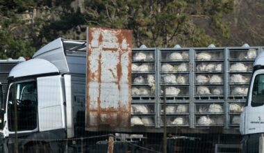 Europe lost its drive for humane animal transport. Denmark hasn’t. – POLITICO