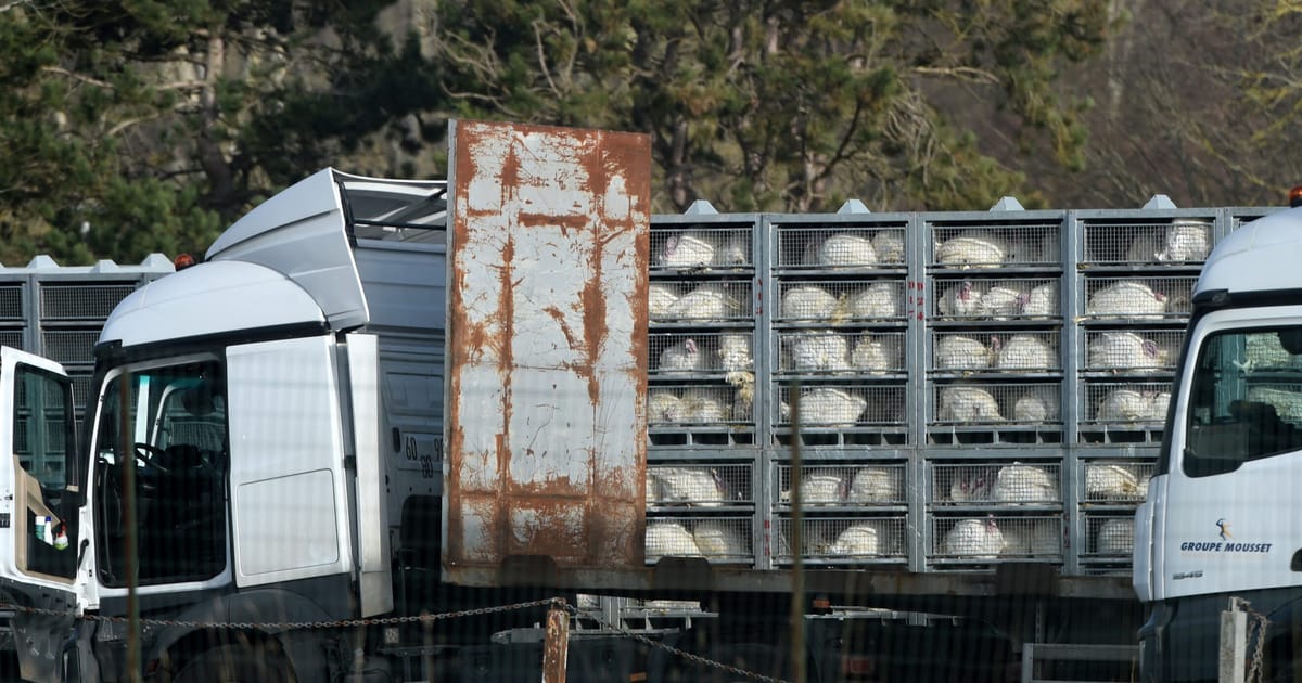 Europe lost its drive for humane animal transport. Denmark hasn’t. – POLITICO