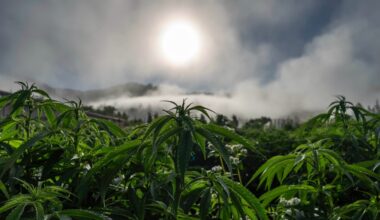 cannabis plants in the emerald triangle