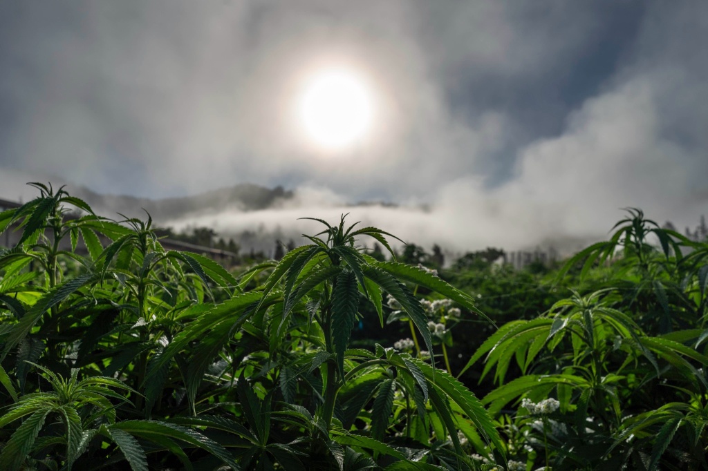 cannabis plants in the emerald triangle