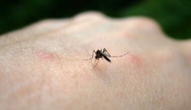 LA County reports first locally acquired dengue case of 2025 mosquito season – NBC Los Angeles