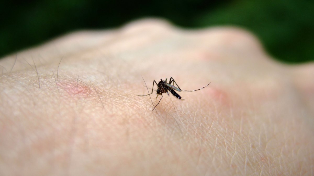 LA County reports first locally acquired dengue case of 2025 mosquito season – NBC Los Angeles
