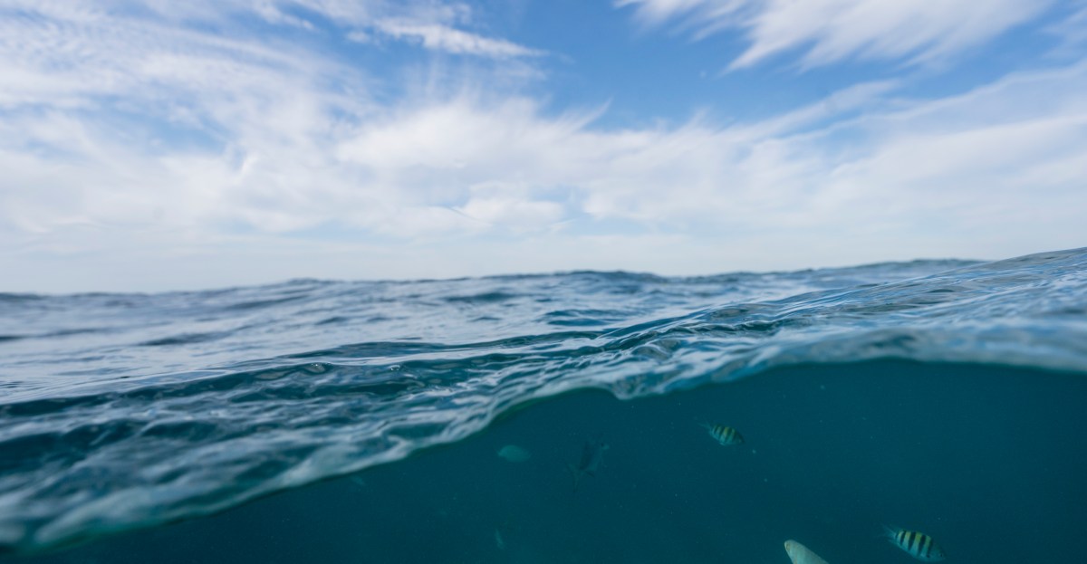 Florida’s coral reef has lost two species that help limit hurricane damage