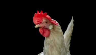 Bird flu is back. Will egg prices rise as it infects more and more farms?