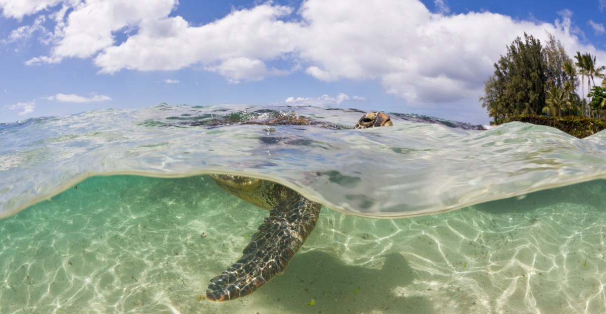 Green sea turtles, made famous by Finding Nemo, make a stunning recovery