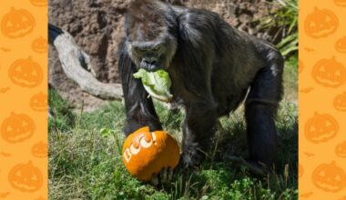 ‘Boo at the L.A. Zoo’ begins – NBC Los Angeles