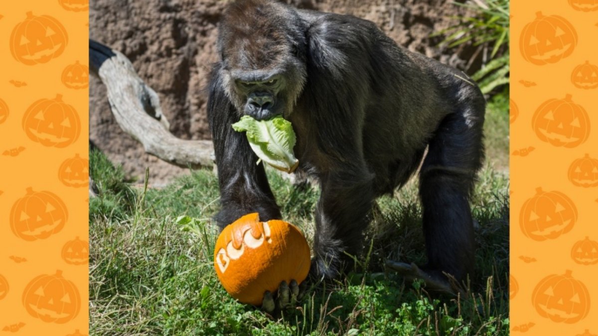 ‘Boo at the L.A. Zoo’ begins – NBC Los Angeles