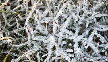 Frost advisory issued, freeze possible later this week in area – NBC Chicago