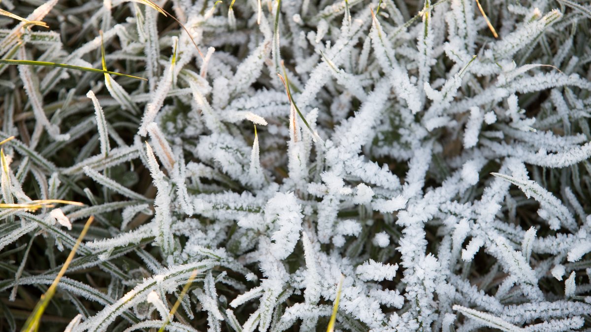 Frost advisory issued, freeze possible later this week in area – NBC Chicago