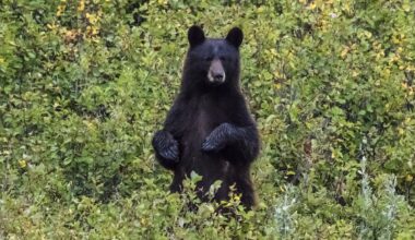 Bear Tries to Open Trash Can (And Fails Miserably)