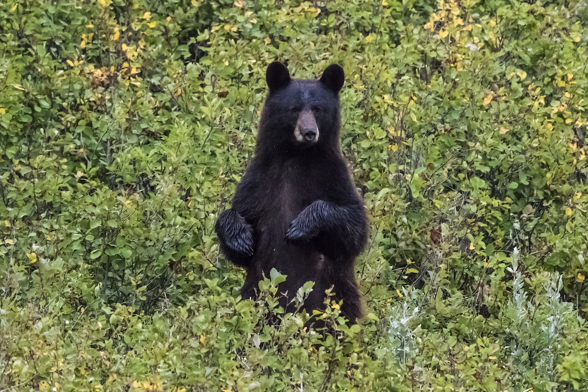 Bear Tries to Open Trash Can (And Fails Miserably)