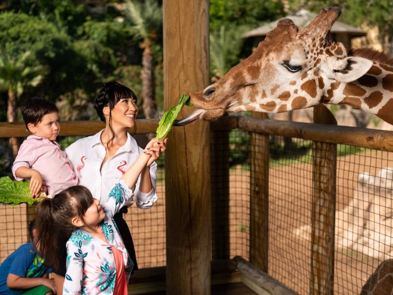 San Antonio Zoo offering free admission for teachers through Oct. 5