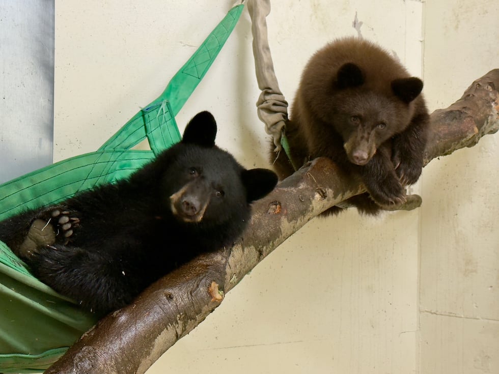 The Cincinnati Zoo and Botanical Garden welcomes two new bear cubs.