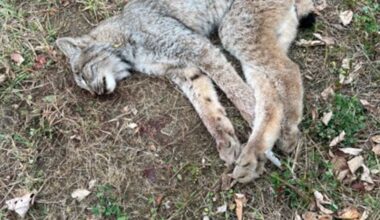 Reward offered for help in Canada Lynx death investigation