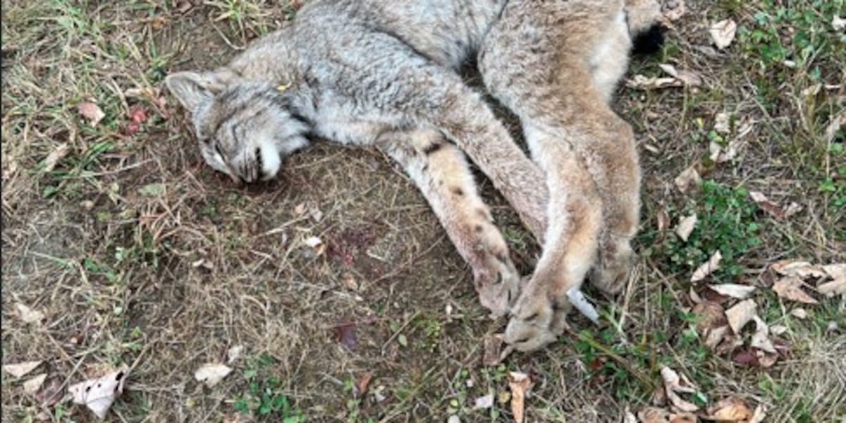 Reward offered for help in Canada Lynx death investigation