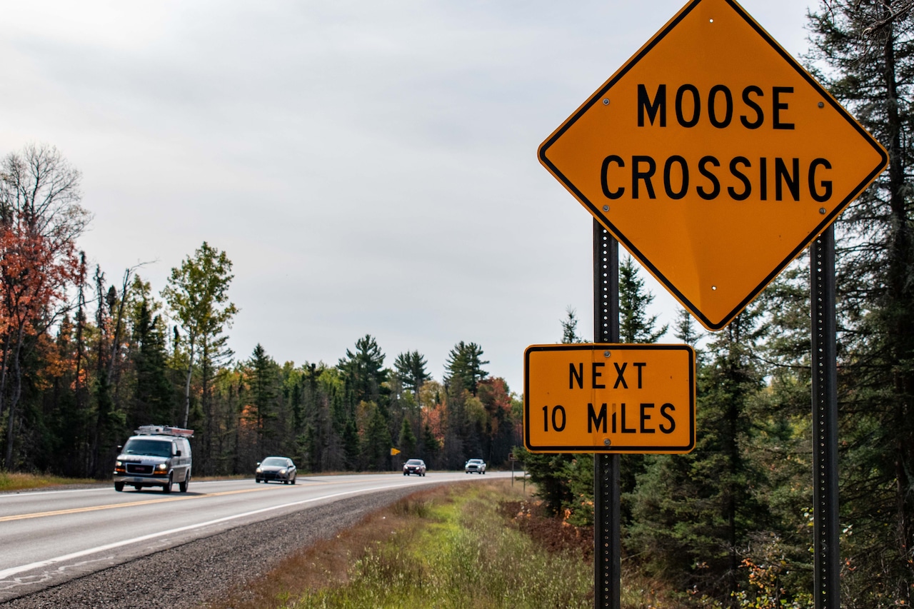Moose crossing