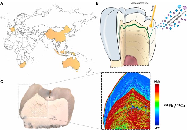 Panel of images showing continents where fossil teeth were collected, and how those samples were processed to measure lead content.