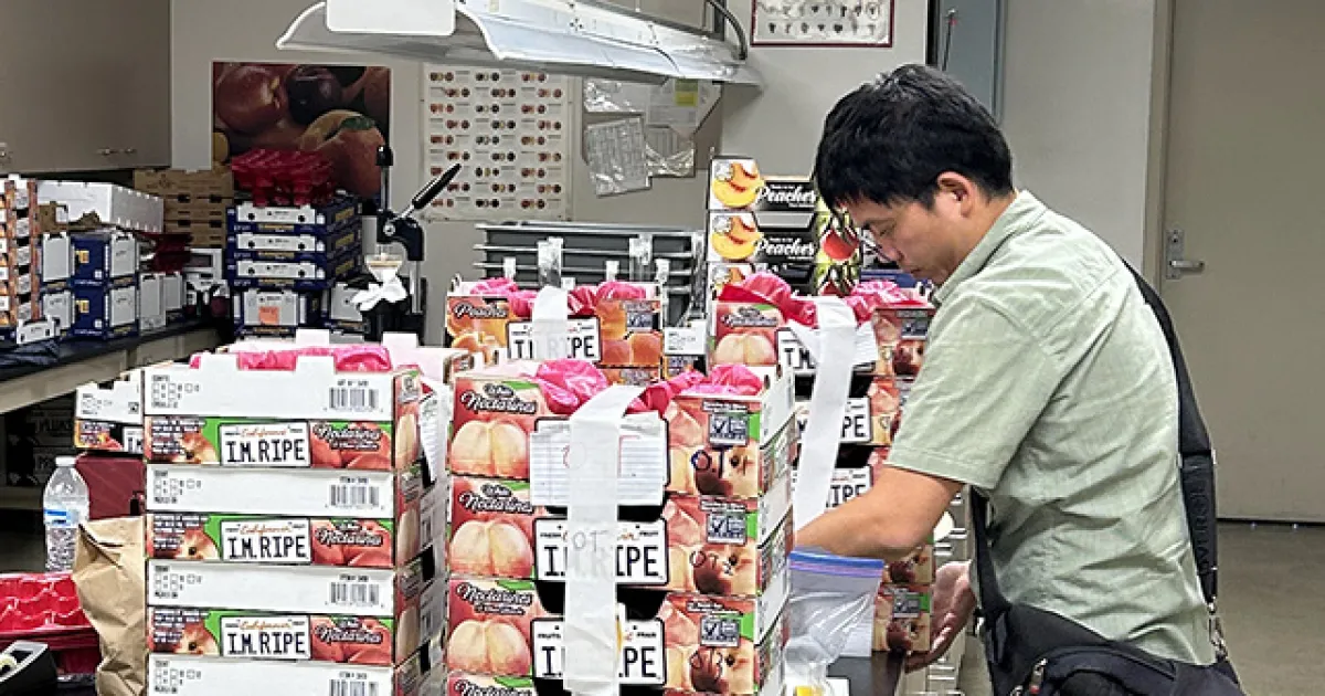 Plum breeding gets a boost from new gene ‘catalog’