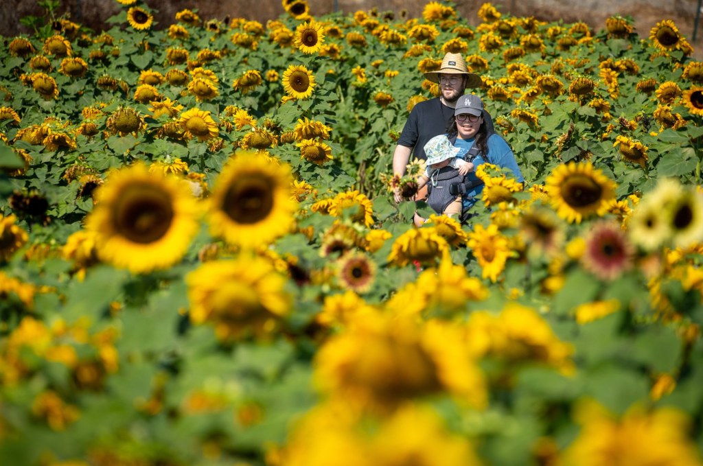 From Harvest Faire to Brews and Bites Festival – San Diego Union-Tribune