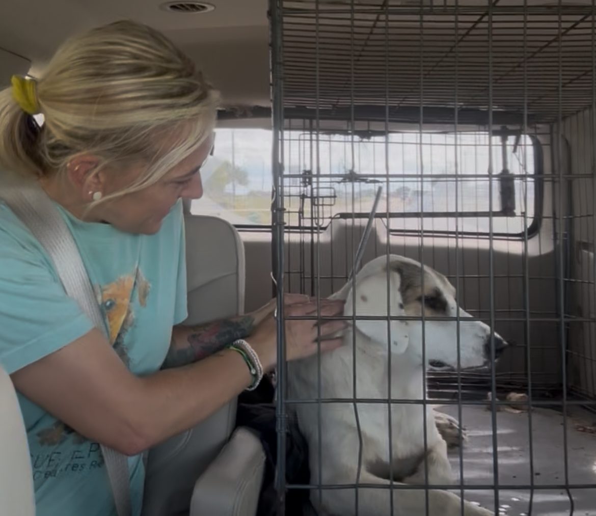 Johnson County commissioners address Godley animal control concerns