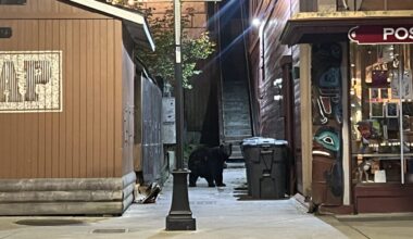 Juneau’s fat bears are on the prowl for trash as winter approaches
