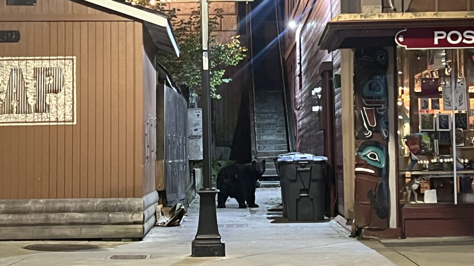 Juneau’s fat bears are on the prowl for trash as winter approaches
