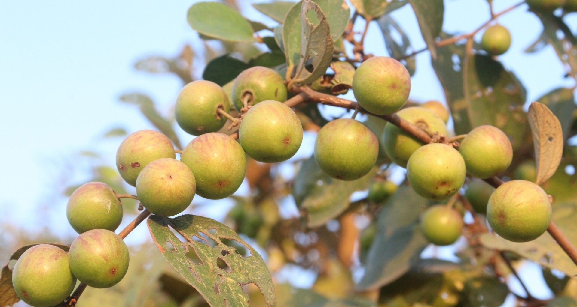Study: Exploring the antimicrobial potential from various parts of Ziziphus mauritiana Lam.Image Credit: CMYK MAKER / Shutterstock