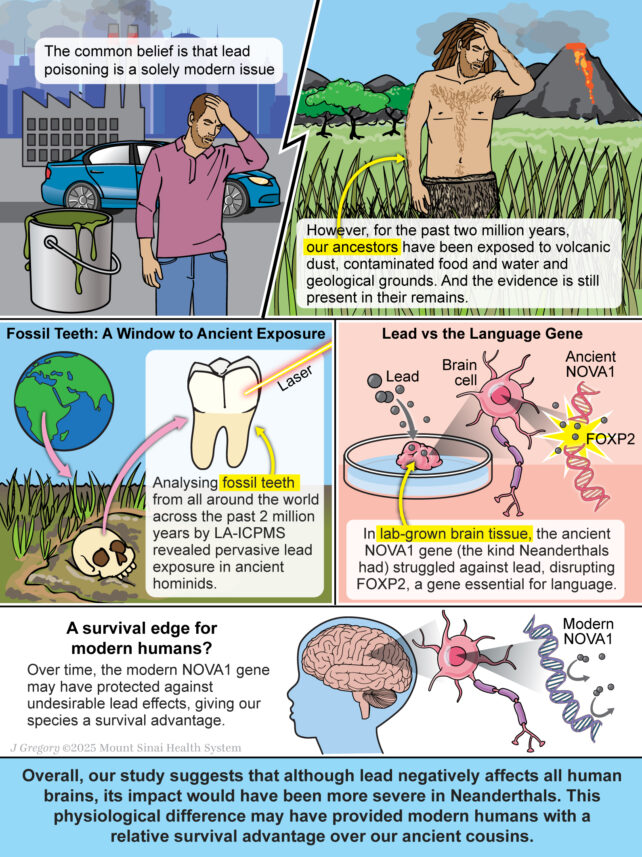 Lead Exposure May Have Given Ancient Humans an Edge Over Neanderthals