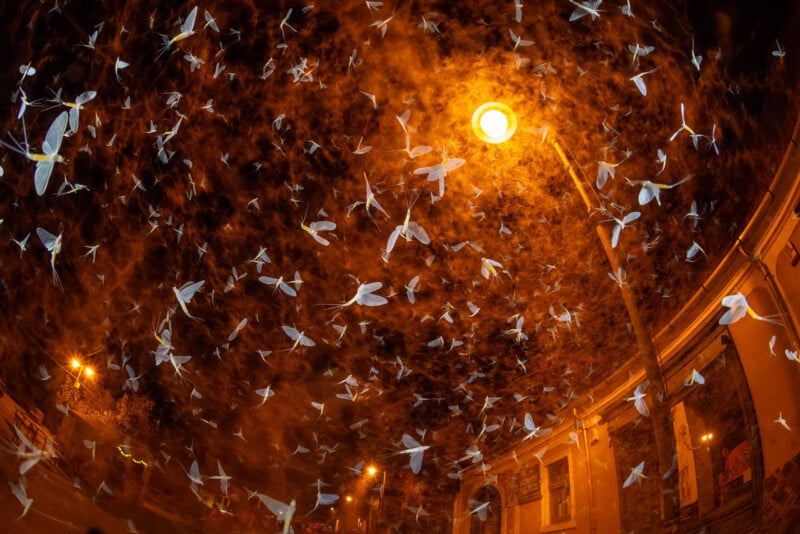 Hundreds of white moths swarm around a bright streetlight at night, creating a swirling, chaotic pattern against the orange glow, with buildings visible on either side of the street.