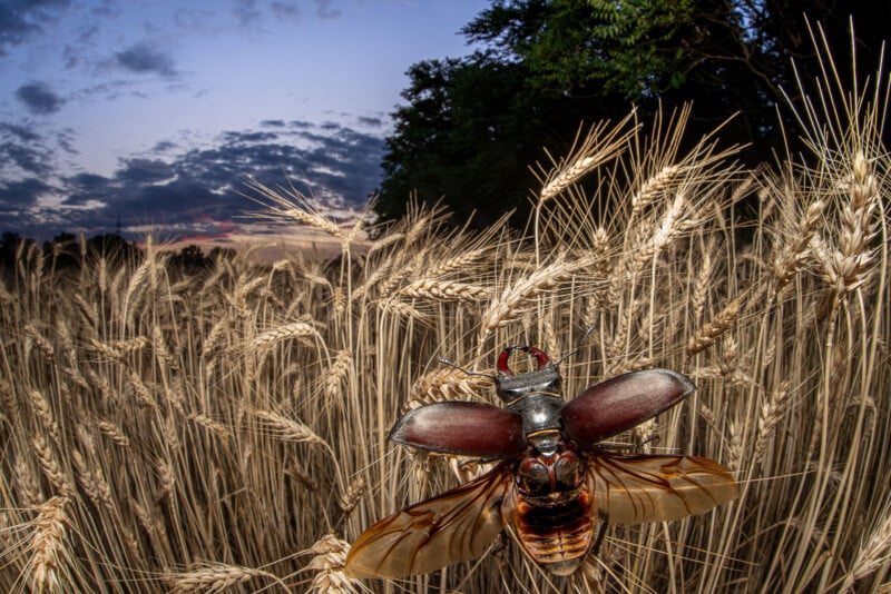 A beetle with open wings clings to a stalk of golden wheat in a field at sunset, with a dramatic sky and dark treetops in the background.
