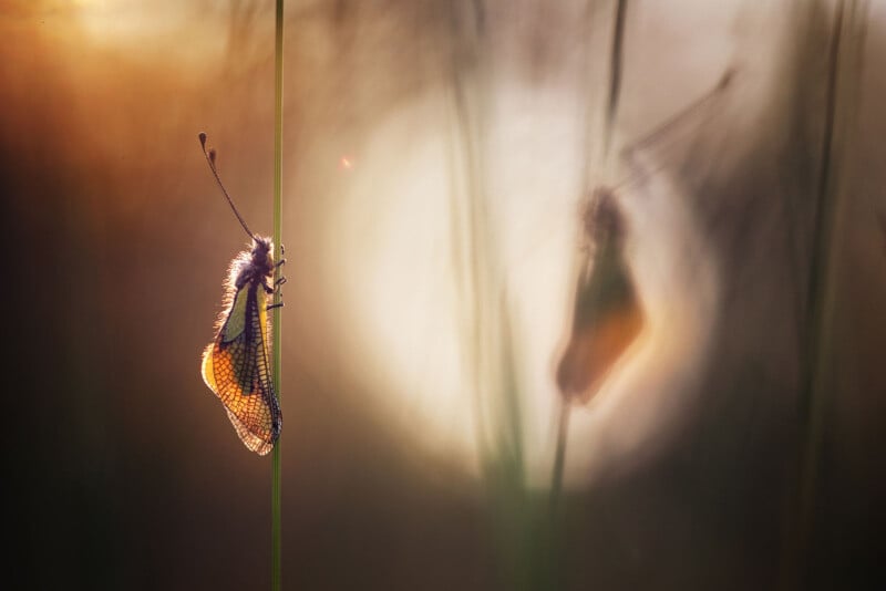A delicate insect with translucent wings clings to a vertical stem at sunset, with a soft, glowing background and a blurred reflection of the insect visible nearby.