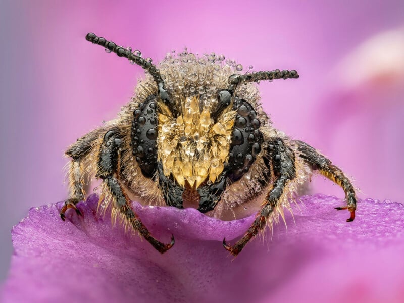 Close-up of a bee covered in dewdrops, perched on a vibrant purple petal, with a soft-focus pink and purple background.