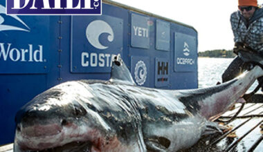 OCEARCH-Tagged White Shark Serena Resurfaces Off the Coast of Brevard County